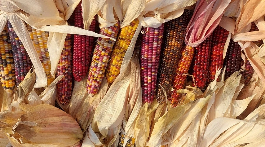 Ornamental Corn Growing Guide 