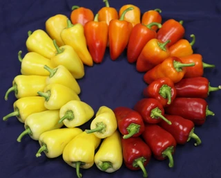 Hot Peppers - Caribe