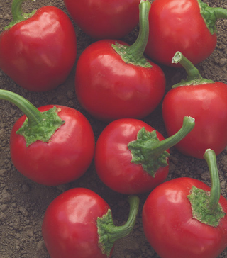 Hot Peppers - Cherry