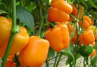 Sweet Peppers - Bell - Misc. Colors - Hybrid