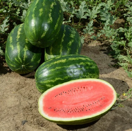 Seeded Watermelon Growing Guide