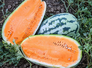 Watermelon-Diploid(Seeded)-Open Pollinated-Orange