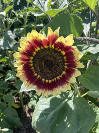 Sunflowers Pollenless