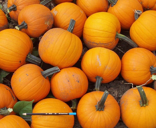 Pumpkins - Small - Hybrid
