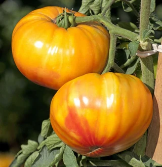 Tomato - Specialty Fresh Market - Indeterminate