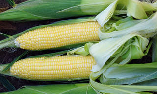 Yellow, Homozygous (SE-SE) and Heterozygous (SE)