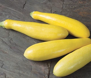 Summer Squash - Yellow Straight Neck - Hybrid