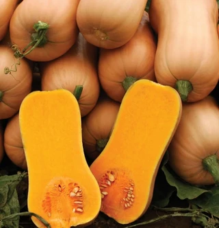 Winter Squash - Butternut