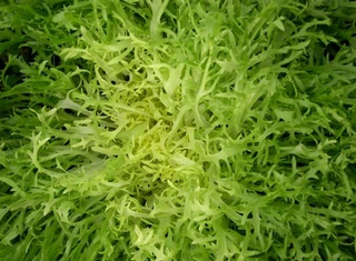 Endive