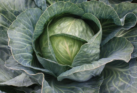 Cabbage Growing Guide 
