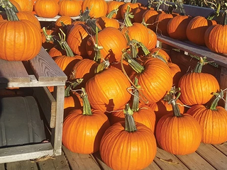 Pumpkins - Medium
