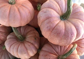 Pumpkins - Specialty