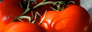 Tomato