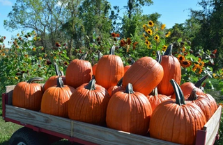 Pumpkins - Extra Large