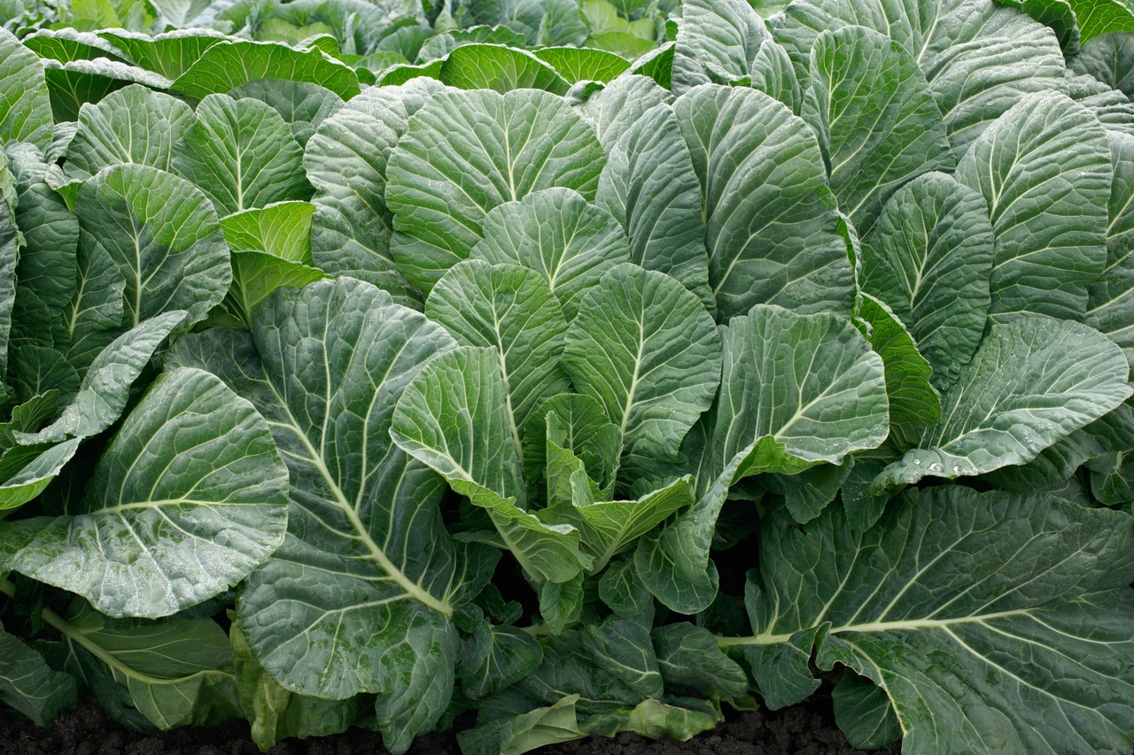 Collards