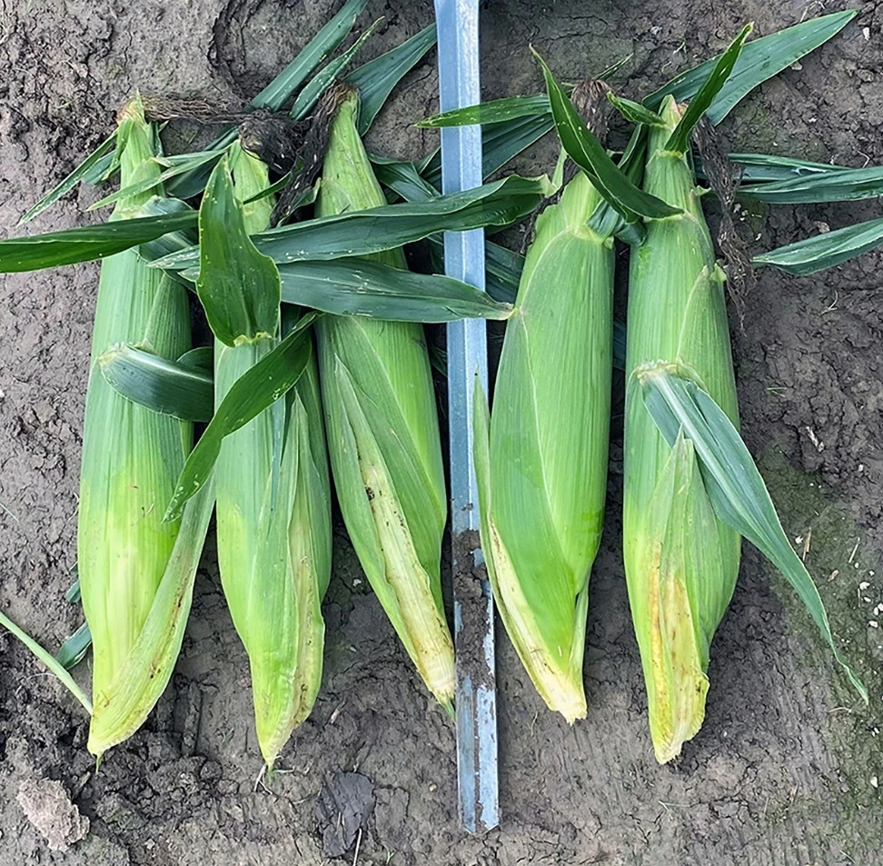 Sweet Corn Genetic Compatibility and Isolation