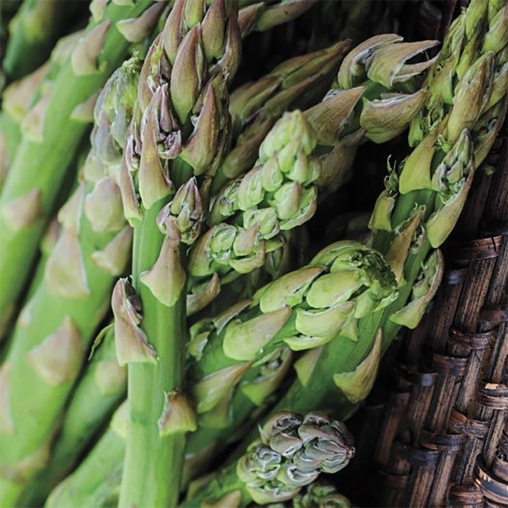 Asparagus Growing Guide