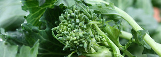 Broccoli Raab