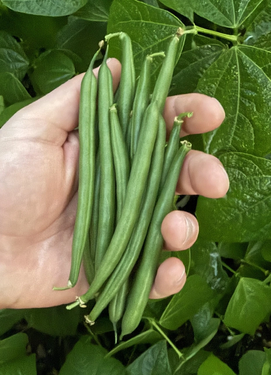 Bush Beans - Green