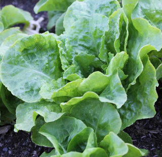 Lettuce - Butterhead