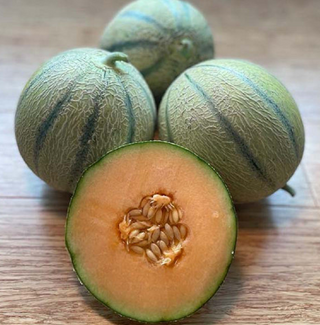 Melon - Charentais