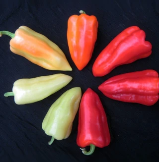 Hot Peppers - Hungarian