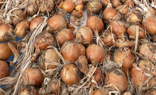 Onion