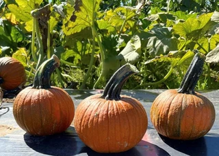 Pumpkins - Small