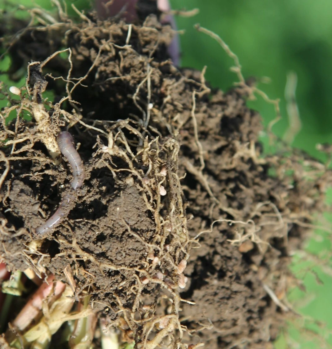 Understanding Soil Types & Soil Texture