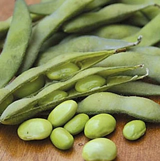 Edamame (Edible Vegetable Soybeans)