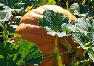 Pumpkins - Giant - Hybrid