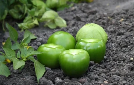 Tomatillo Growing Guide 