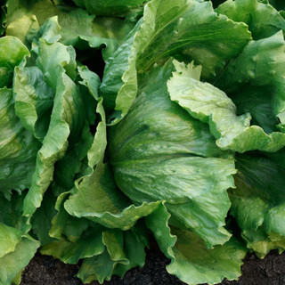 Lettuce