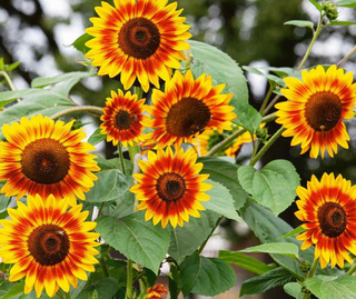 Sunflowers Pollenless Single Stem