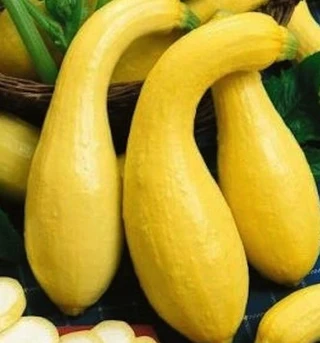 Summer Squash - Yellow Crookneck - Open Pollinated