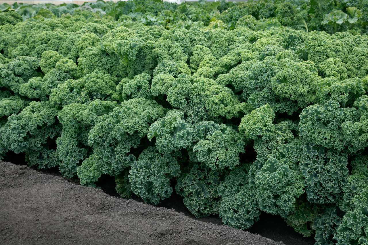 Kale