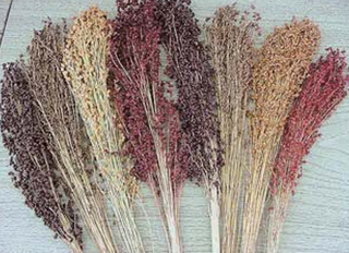 Broom Corn