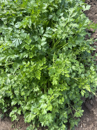 Parsley