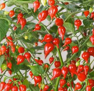 Hot Peppers - Piquillo