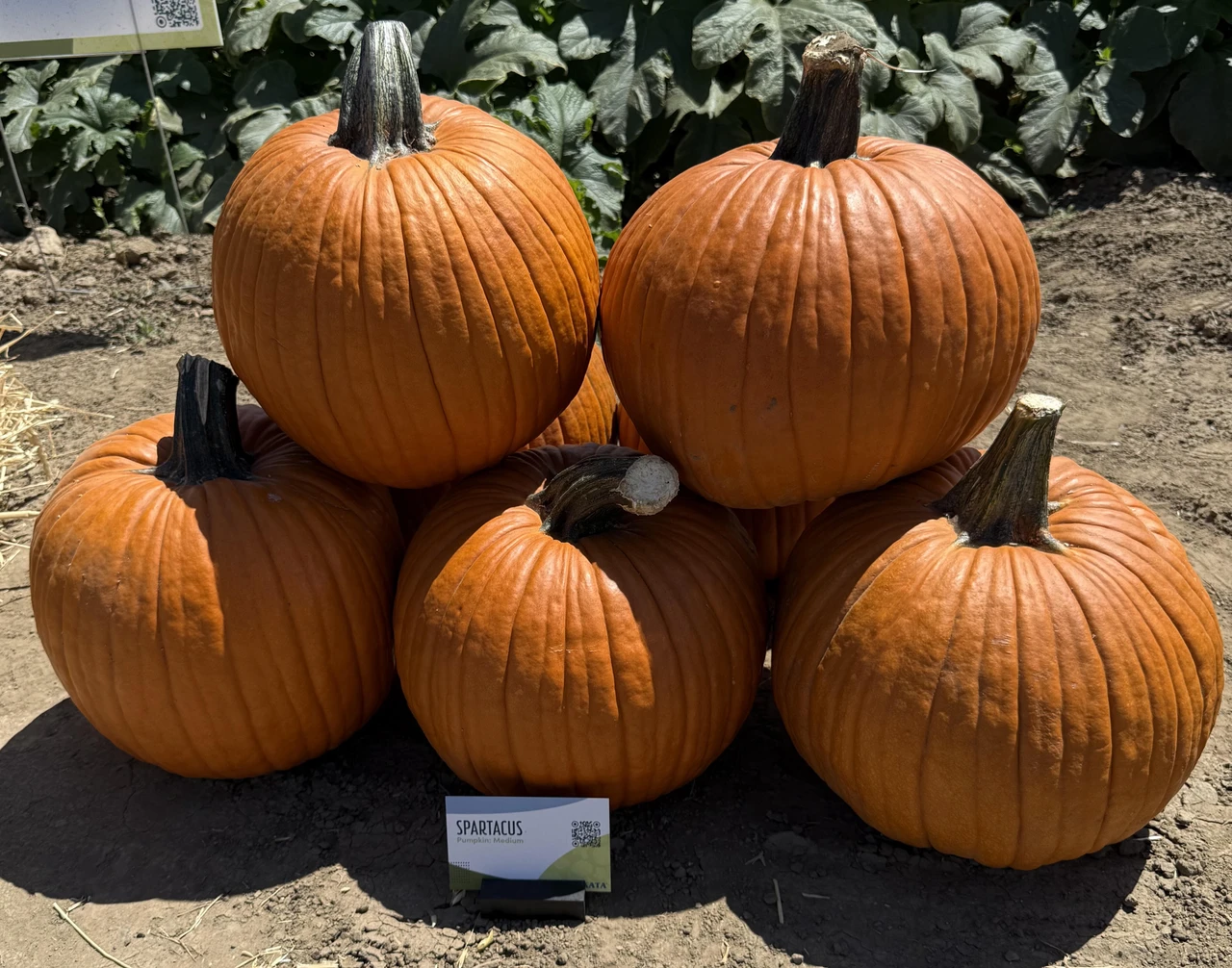 Pumpkin and Gourd Growing Guide