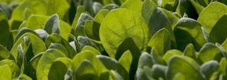 Spinach