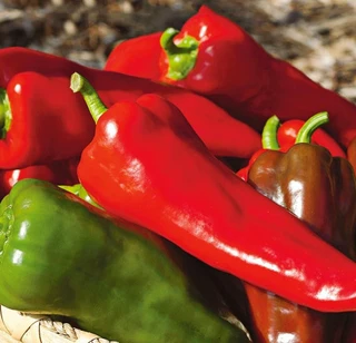 Sweet Peppers - Italian - Hybrid