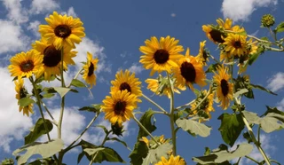 Sunflowers
