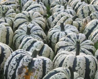 Winter Squash - Acorn