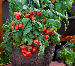 Tomato - Cherry - Determinate