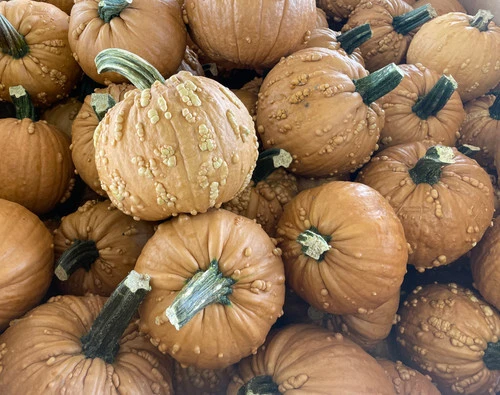 Why Do Warty Pumpkins Have More Warts Some Years?