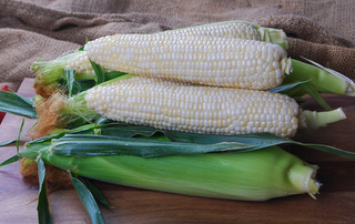 White, Sugary Enchanced Hybrids (SE-Sh2, SE-SE)