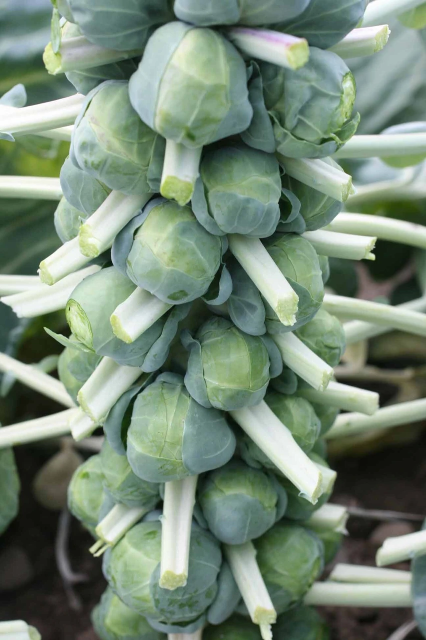Brussels Sprouts Growing Guide