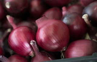 Onion - Bulb