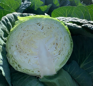 Cabbage - Hybrid Green